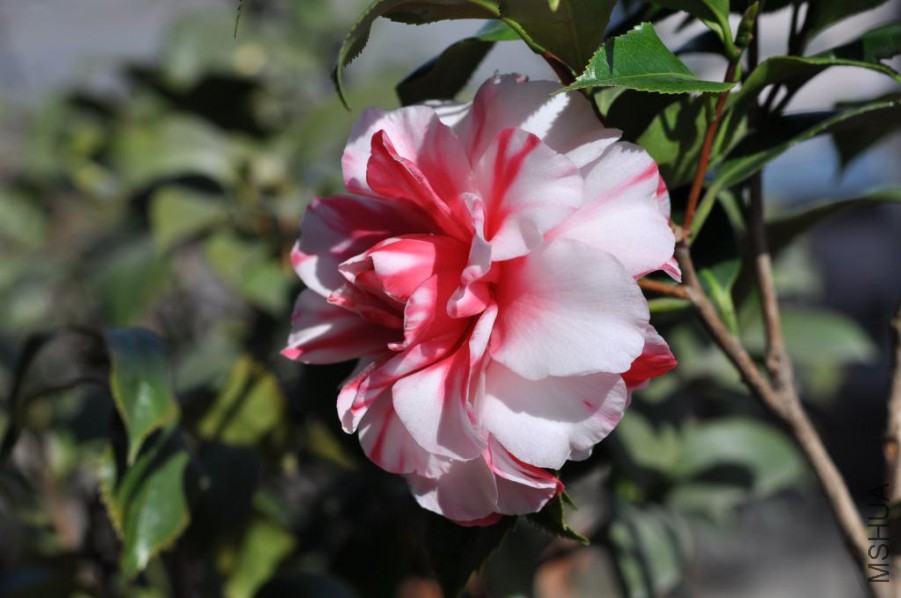 ����˹ (19).JPG