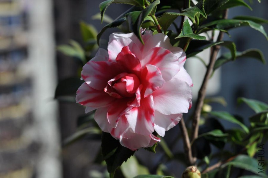 ����˹ (18).JPG