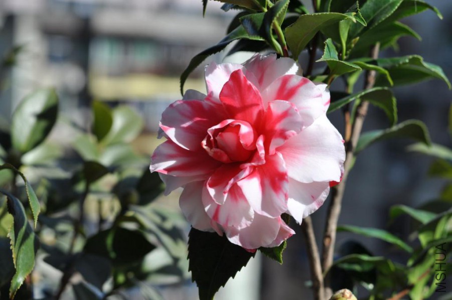 ����˹ (20).JPG