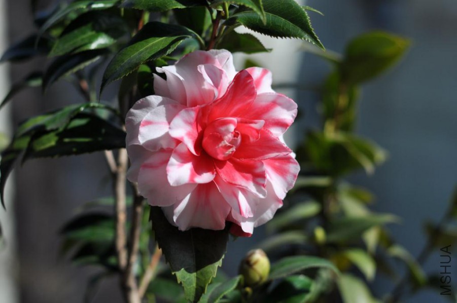 ����˹ (21).JPG