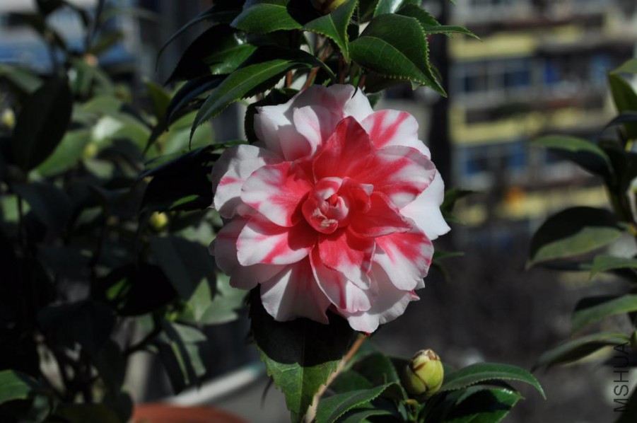 ����˹ (22).JPG