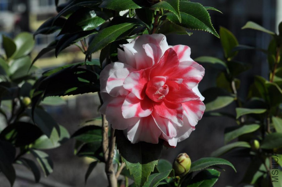 ����˹ (23).JPG