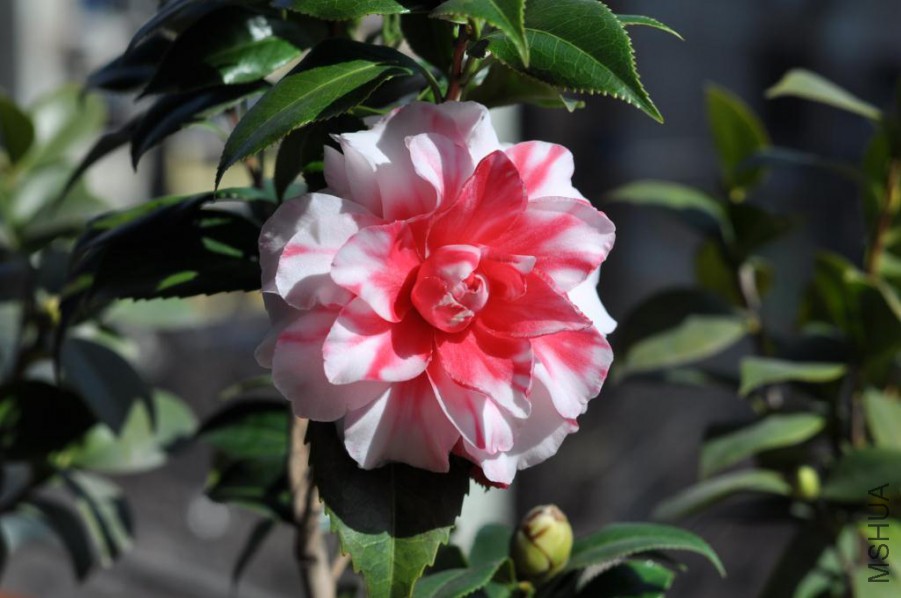 ����˹ (24).JPG