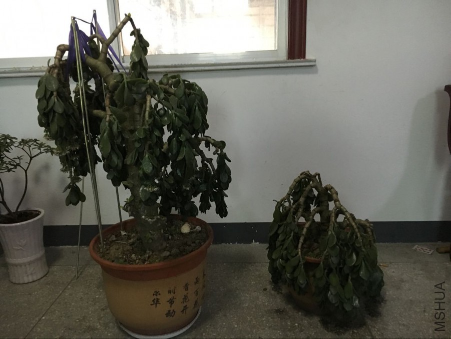 QQͼƬ20160125001.jpg