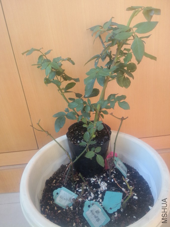 IMG20160125150855.jpg