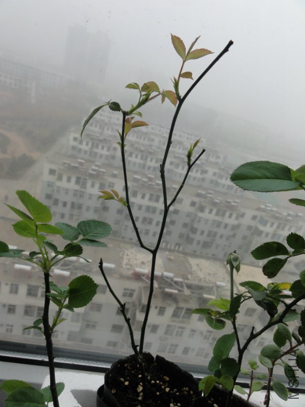 旋转 DSC00101.JPG