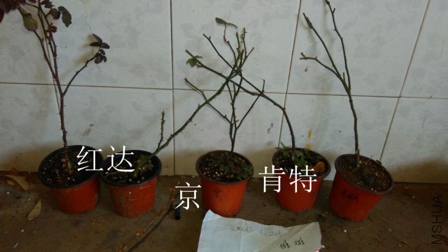 QQͼƬ20160125204001.jpg