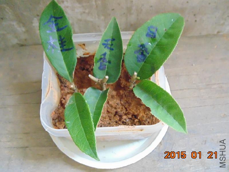 25.jpg