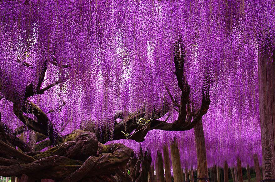 oldest-wisteria-tree-ashikaga-japan-2.jpg
