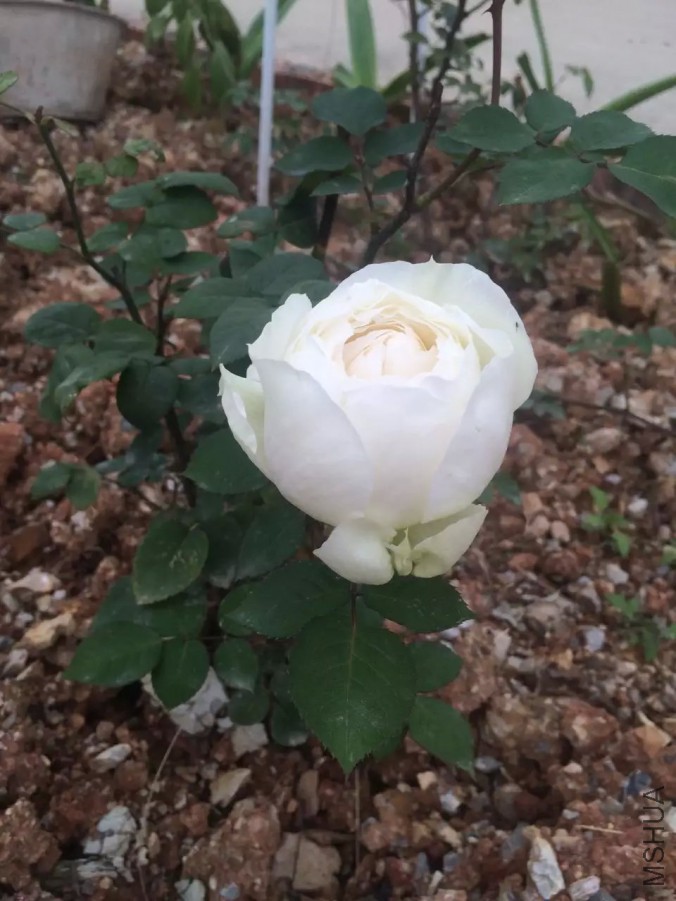 ��ܽ������֮·��2 (1).jpg