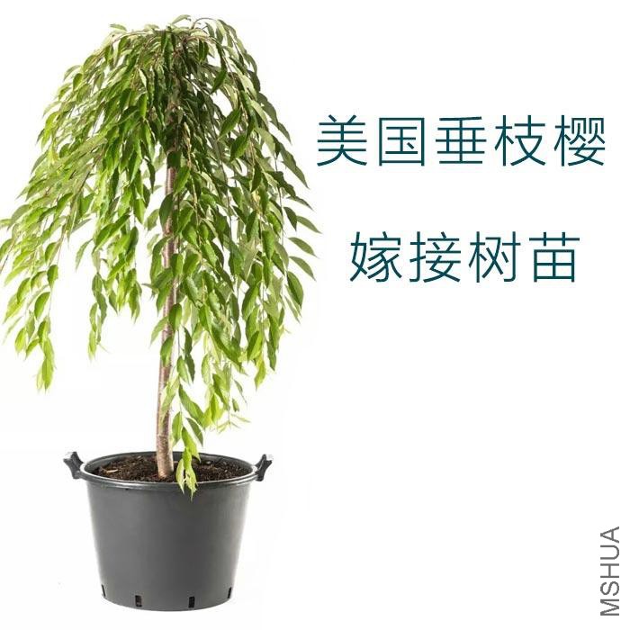��֦ӣ����.jpg
