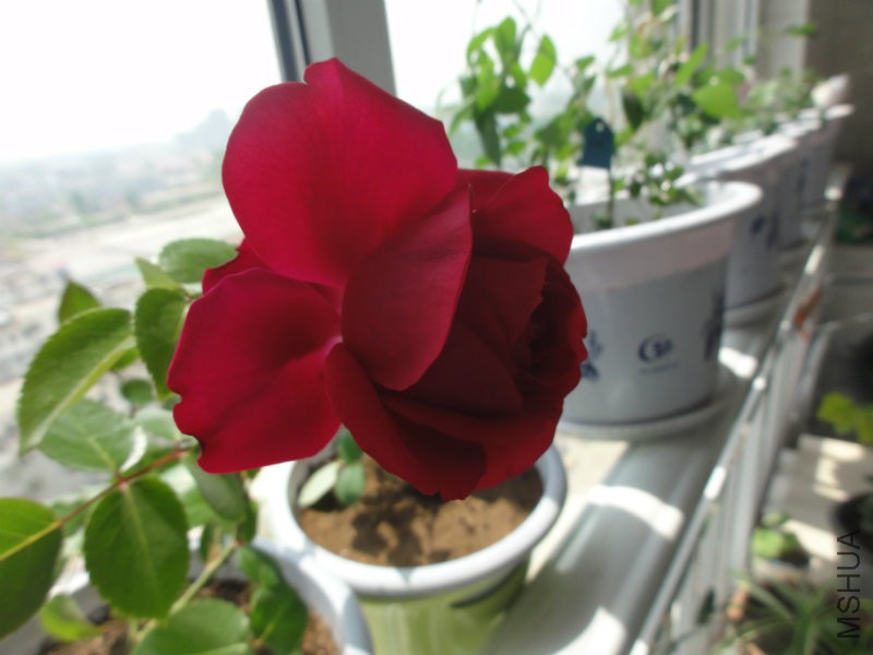 DSC08181.JPG