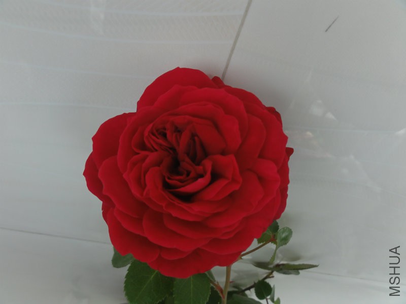 DSC08189.JPG