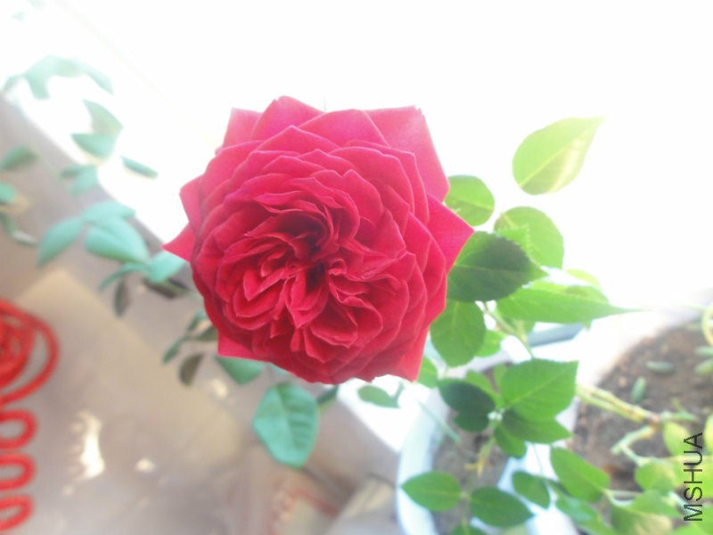 DSC08436.JPG