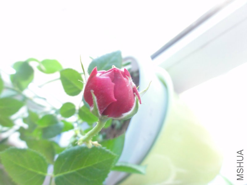 DSC08438.JPG