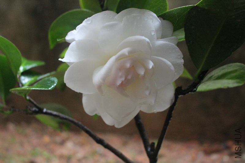 IMG_6001.JPG