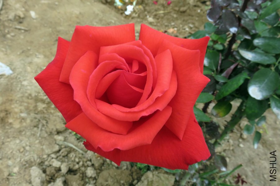060936xn1lkn3y3pg38sje.jpg