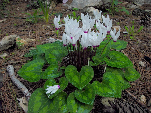 cyclamen-260068_640.jpg