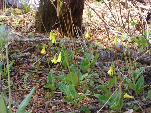 Bryocarpum himalaica Helleiner Bhutan P5070664.jpg