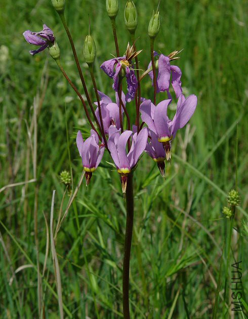 Dodecatheon_meadia_plant.jpg