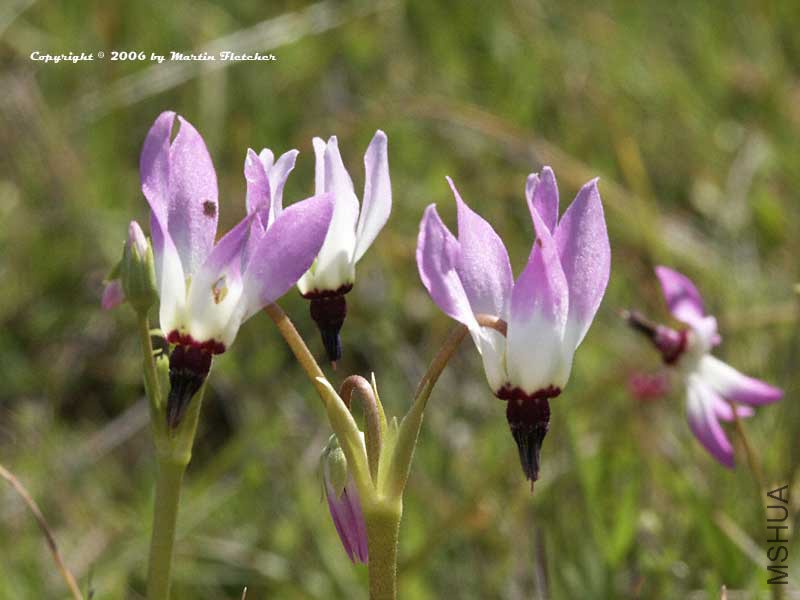Dodecatheon-clevelandii.jpg