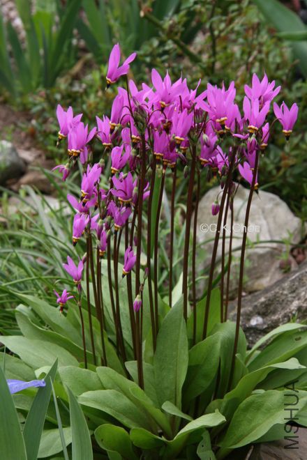 DodecatheonmeadiaGiroselle1.jpg