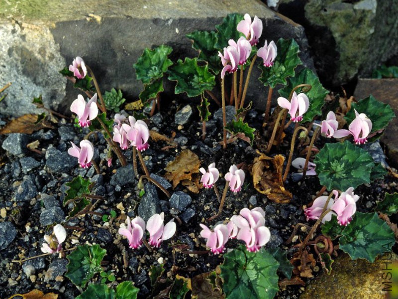 Cyclamen_hederifolium_habitat_photo_file_PDB_189KB.jpg