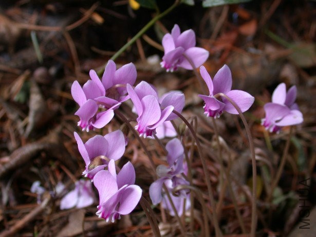 cyclamens-sauvages.jpg