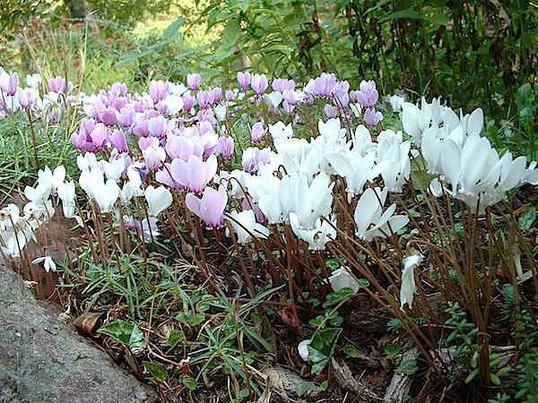 cyclamen-walkway.jpg