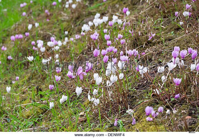 late-summer-flowering-cyclamen-growing-on-a-shady-bank-denwf4.jpg