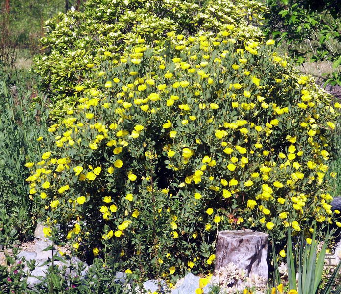 dendromecon_harfordii, 090426.jpg