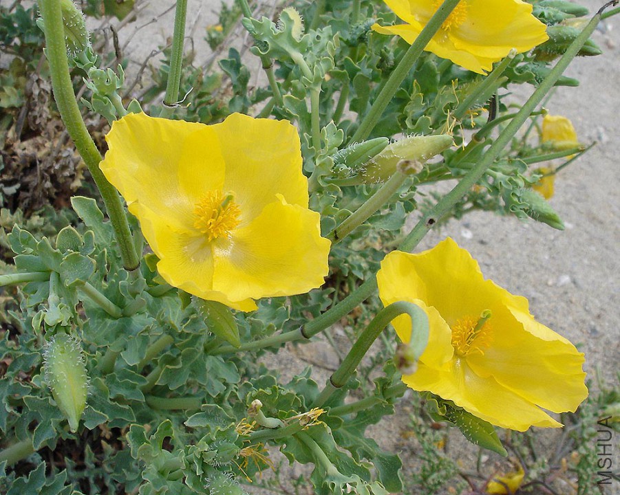 Glaucium_flavum03.jpg