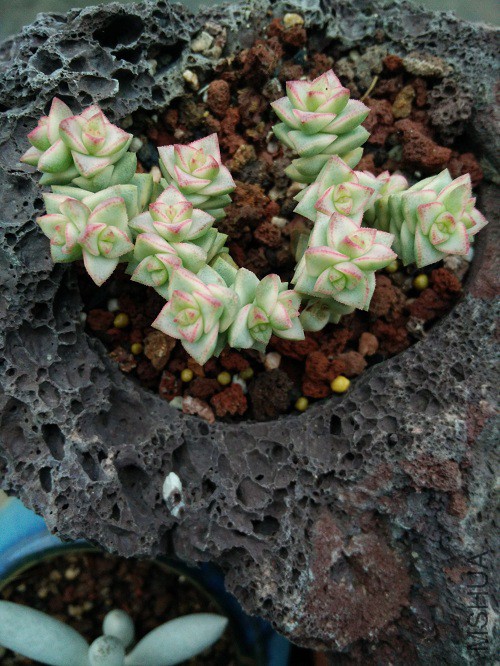 IMG20151110164518.jpg