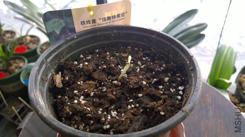 WP_20160202_10_56_30_Pro 2016-02-02-��˹����Ů.jpg