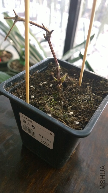 WP_20160202_10_58_48_Pro 2016-02-02-��ʿ��.jpg