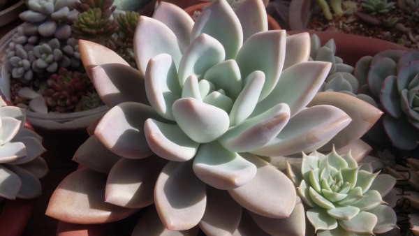 20160202_114924_600x338.jpg
