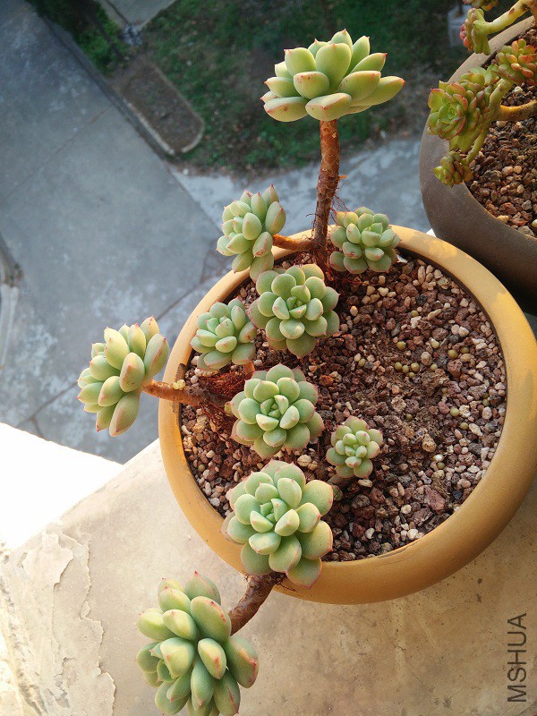 IMG20151218165203.jpg