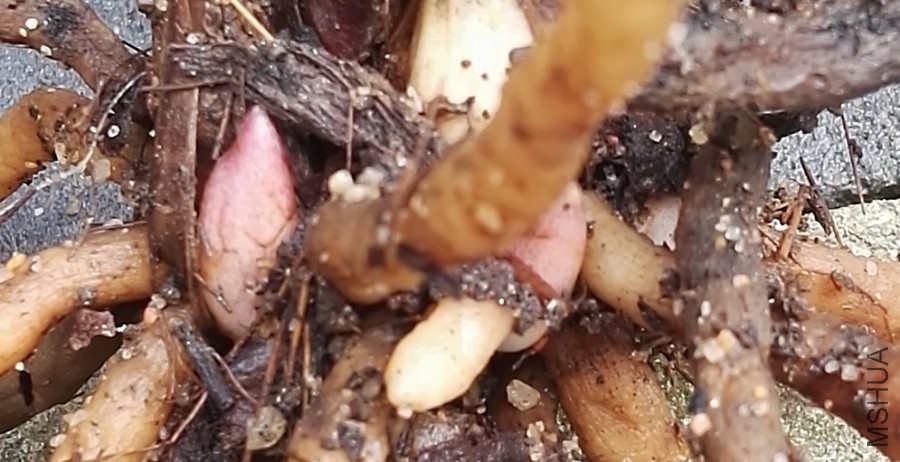 �󸻹������������ѿ