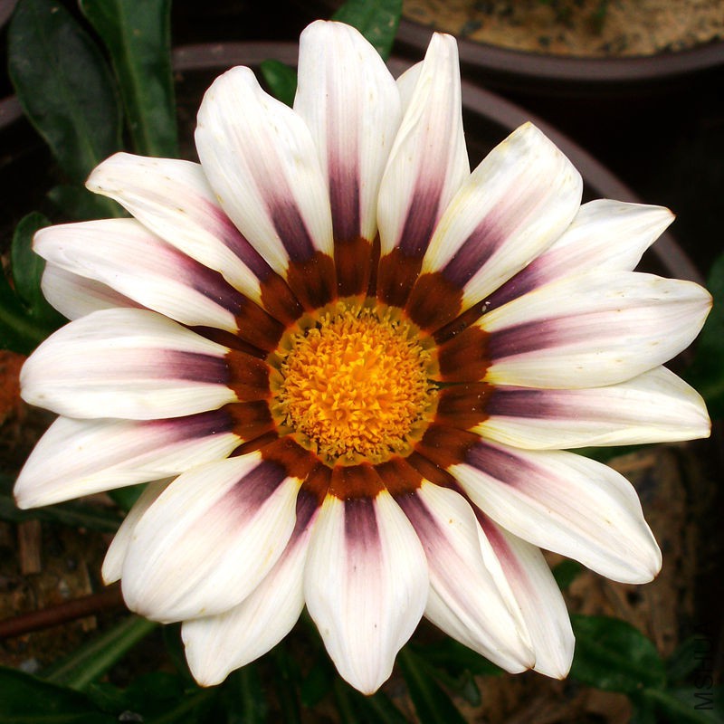 ALIM2928_����.jpg