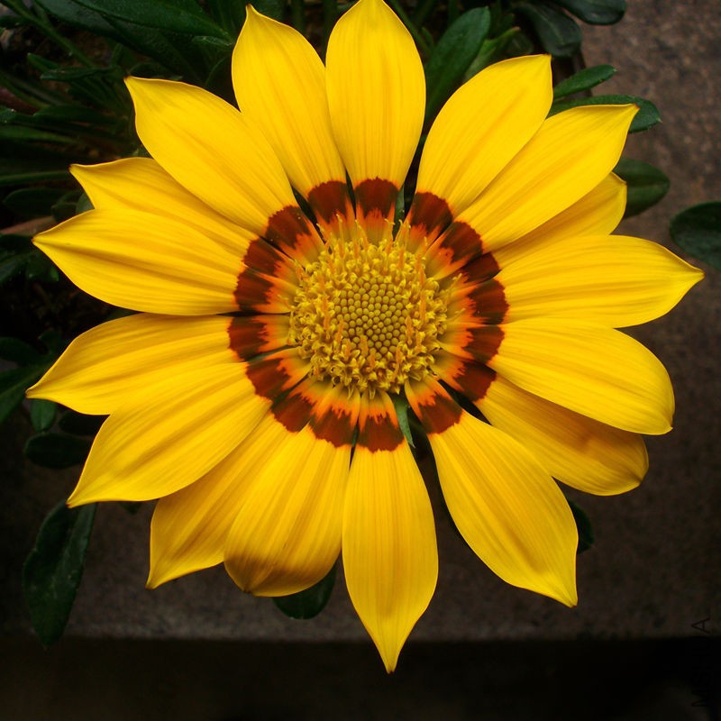 ALIM2945_����.jpg