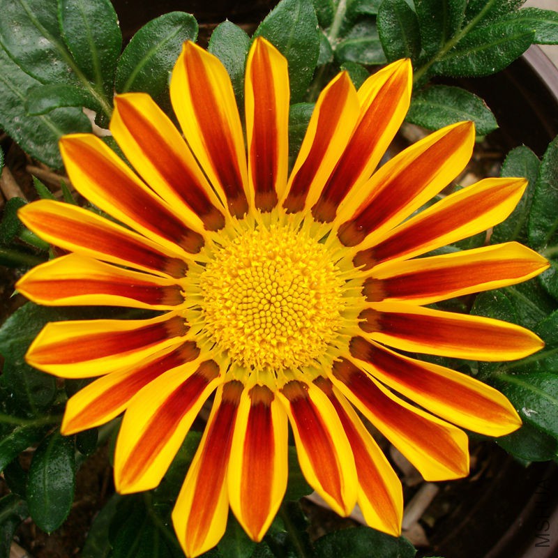 ALIM2976_����.jpg