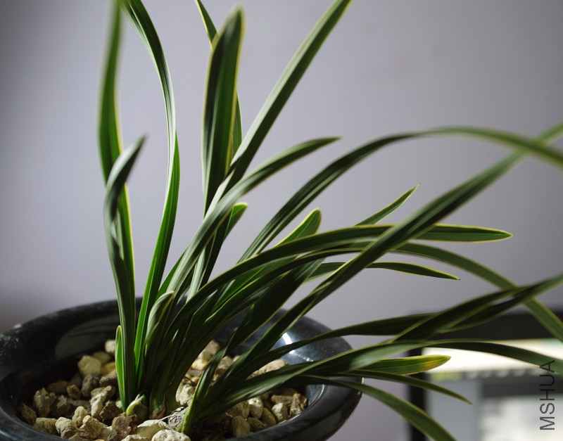 IMGP4868 ����צ@.jpg