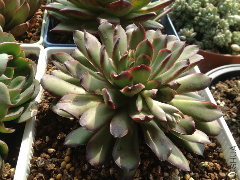 103016uxpwvxtgixwvmkmk.jpg