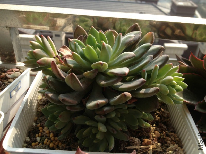 103101dttrph6f1sebhrst.jpg