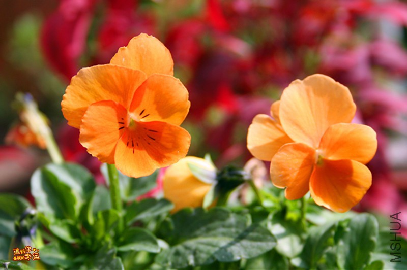 ��Ƭ 059_����.jpg