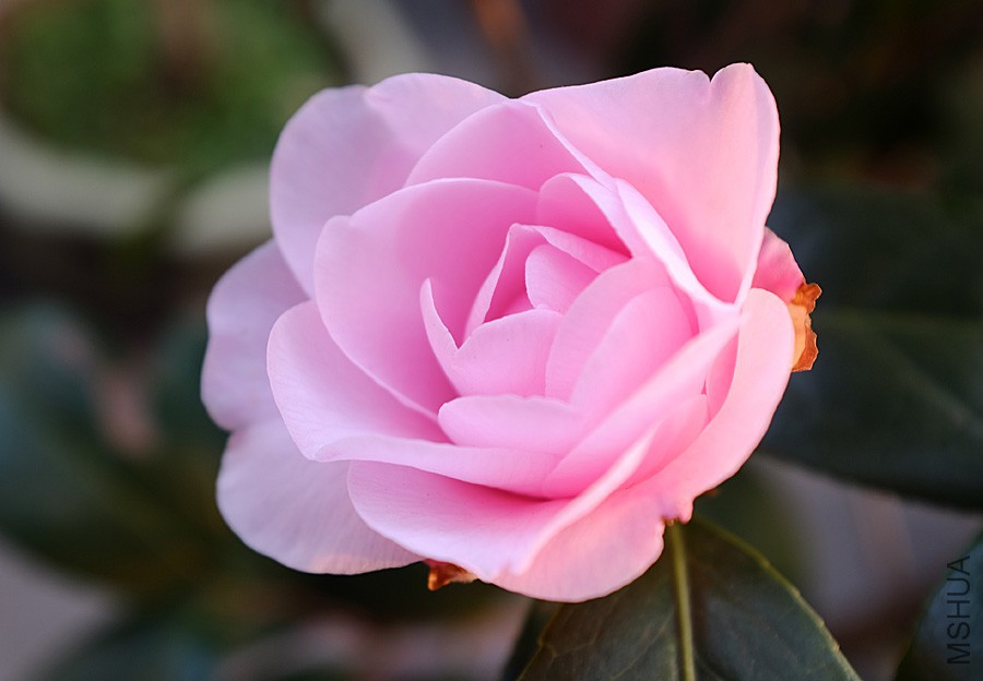 DSCF0530.JPG