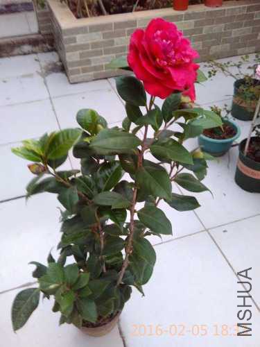 IMG_20160205_183332.jpg