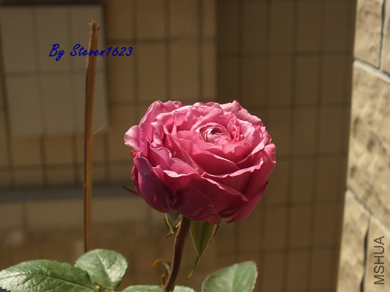DSCF9338.JPG