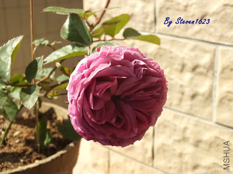 DSCF9342.JPG