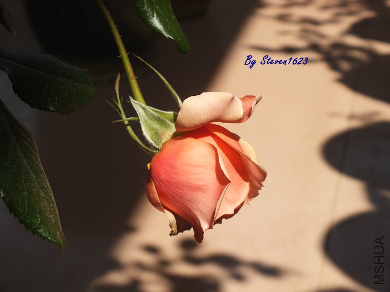 DSCF9349.JPG